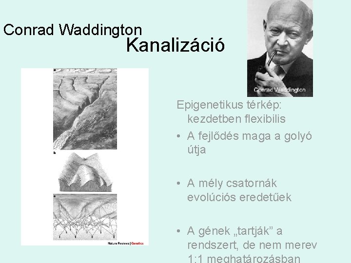 Conrad Waddington Kanalizáció Epigenetikus térkép: kezdetben flexibilis • A fejlődés maga a golyó útja