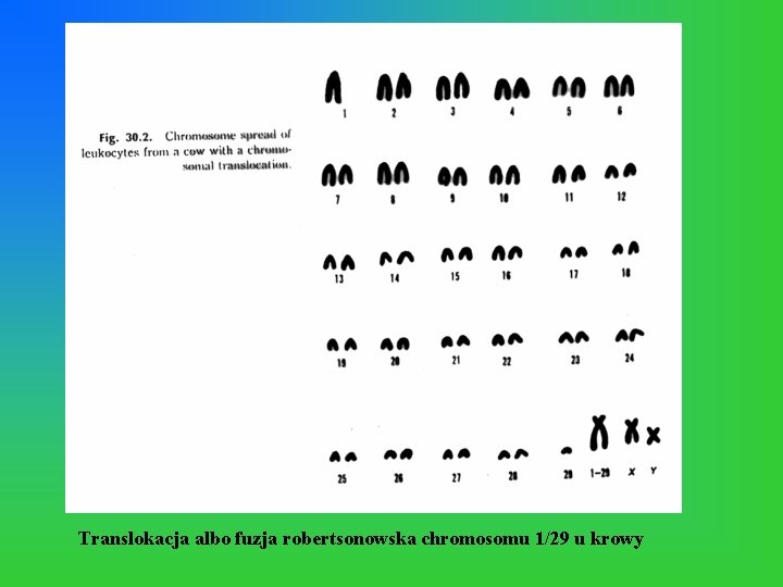 Translokacja albo fuzja robertsonowska chromosomu 1/29 u krowy 