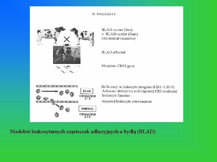 Niedobór leukocytarnych cząsteczek adhezyjnych u bydłą (BLAD) 