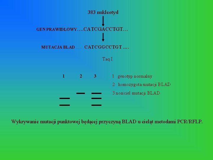 383 nukleotyd GEN PRAWIDŁOWY…. CATCGACCTGT… MUTACJA BLAD …. . CATCGGCCTGT …. Taq I 1