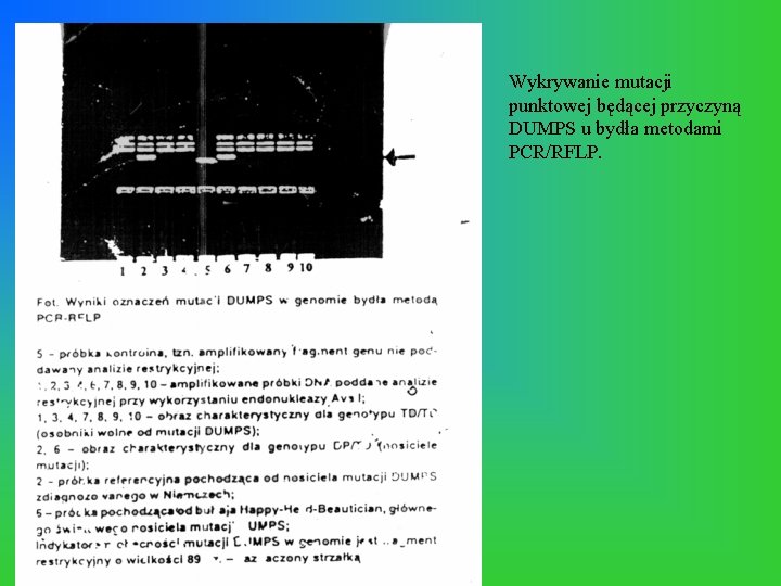 Wykrywanie mutacji punktowej będącej przyczyną DUMPS u bydła metodami PCR/RFLP. 