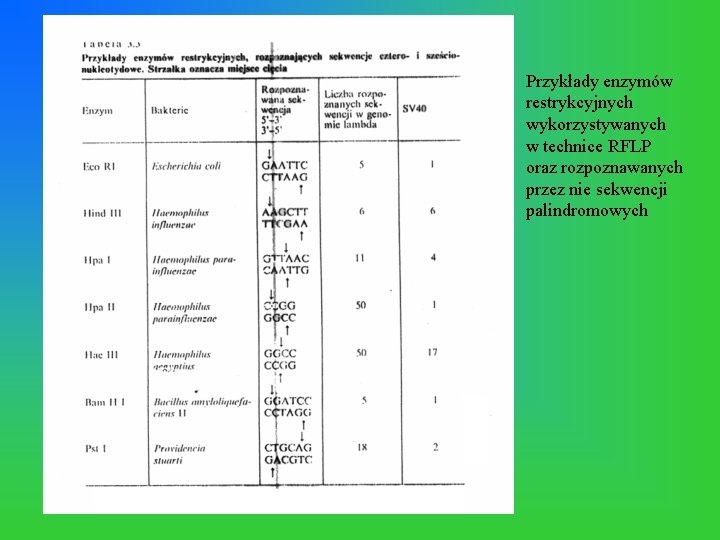 Przykłady enzymów restrykcyjnych wykorzystywanych w technice RFLP oraz rozpoznawanych przez nie sekwencji palindromowych 