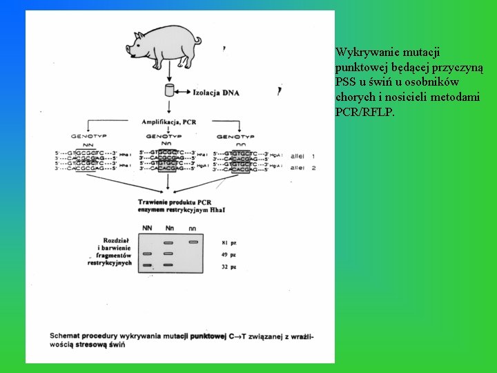 Wykrywanie mutacji punktowej będącej przyczyną PSS u świń u osobników chorych i nosicieli metodami