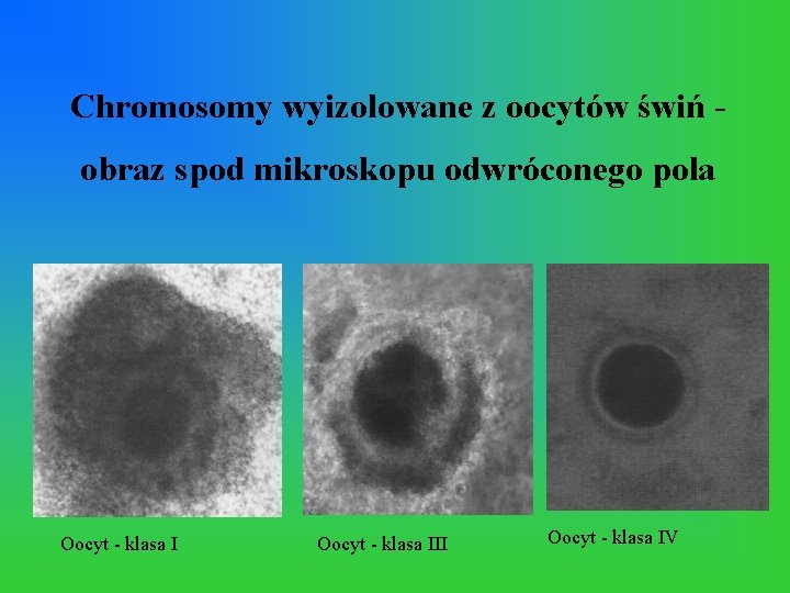 Chromosomy wyizolowane z oocytów świń obraz spod mikroskopu odwróconego pola Oocyt - klasa III