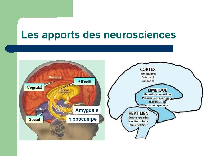 Les apports des neurosciences Amygdale hippocampe 