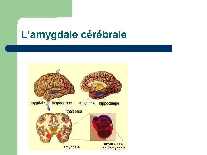 L’amygdale cérébrale 