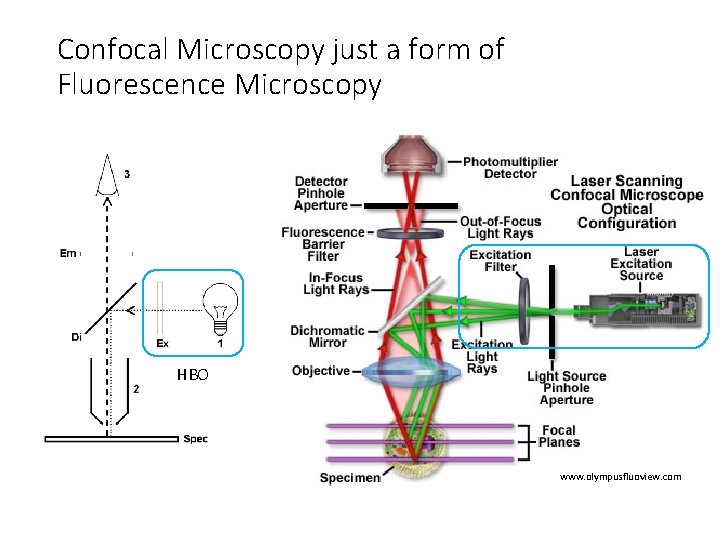 Confocal Microscopy just a form of Fluorescence Microscopy HBO www. olympusfluoview. com 