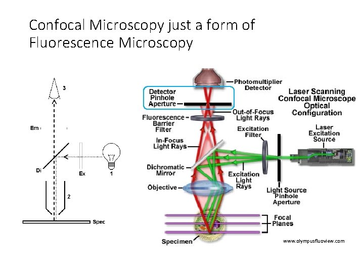 Confocal Microscopy just a form of Fluorescence Microscopy www. olympusfluoview. com 