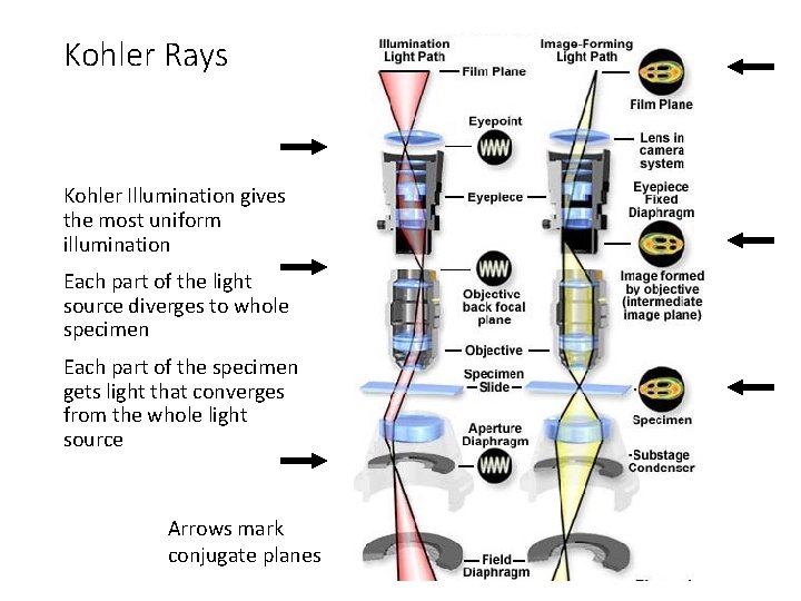 Kohler Rays Kohler Illumination gives the most uniform illumination Each part of the light