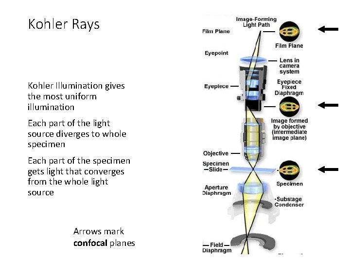 Kohler Rays Kohler Illumination gives the most uniform illumination Each part of the light