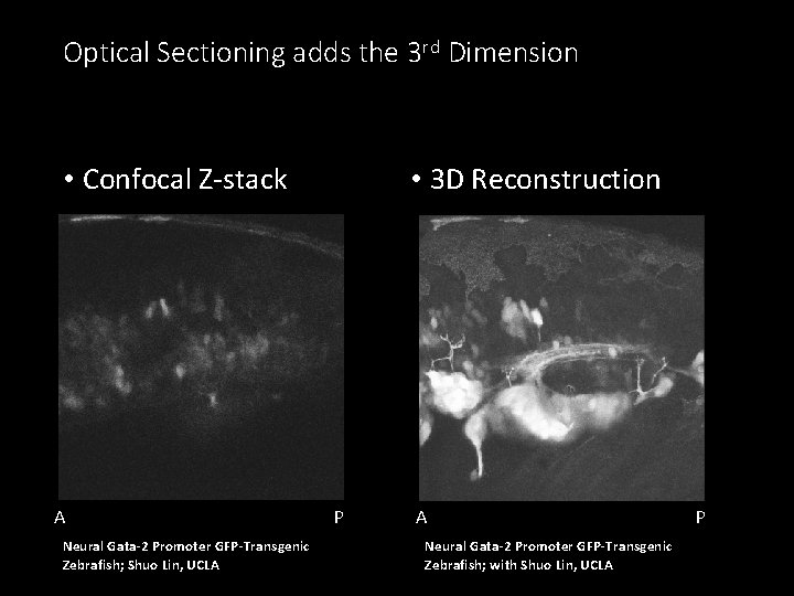 Optical Sectioning adds the 3 rd Dimension • Confocal Z-stack A Neural Gata-2 Promoter