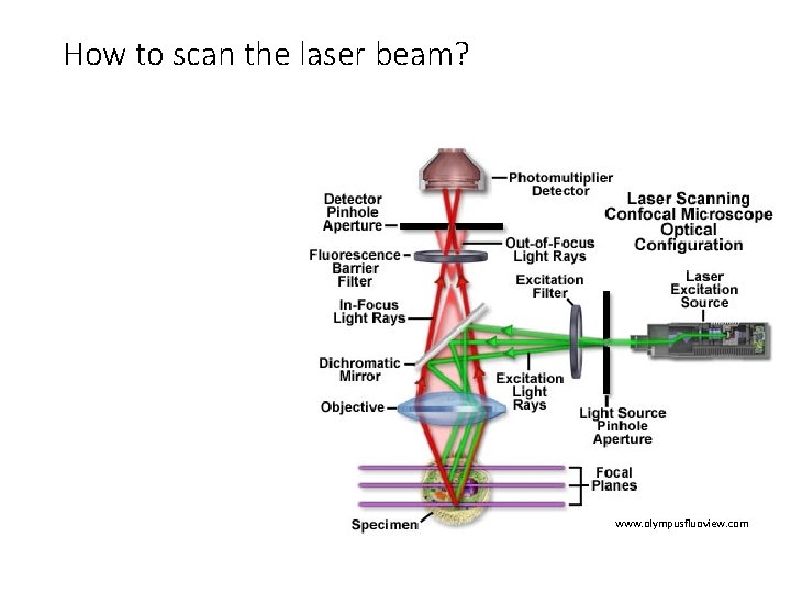How to scan the laser beam? www. olympusfluoview. com 