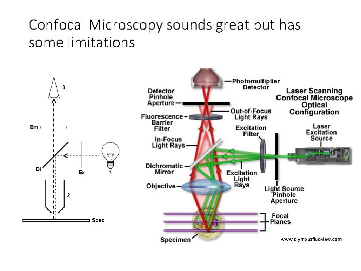 Confocal Microscopy sounds great but has some limitations www. olympusfluoview. com 