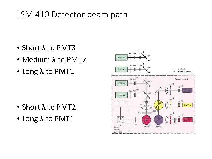 LSM 410 Detector beam path • Short λ to PMT 3 • Medium λ