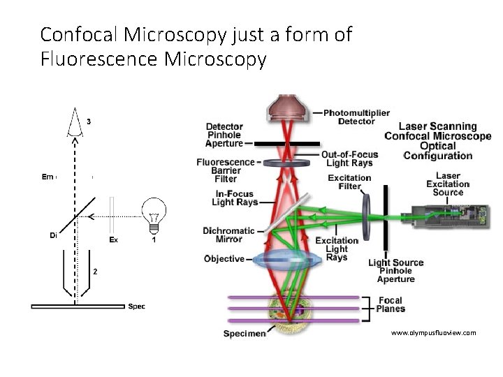 Confocal Microscopy just a form of Fluorescence Microscopy www. olympusfluoview. com 