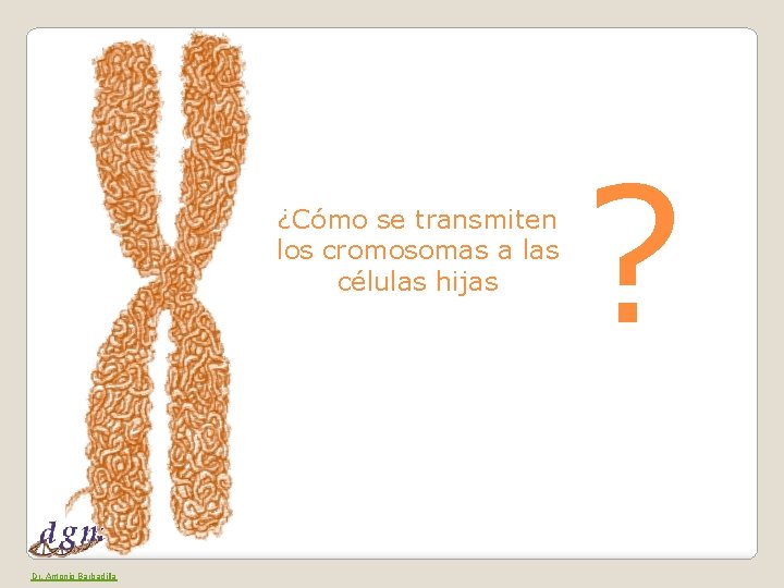 ¿Cómo se transmiten los cromosomas a las células hijas Dr. Antonio Barbadilla ? 