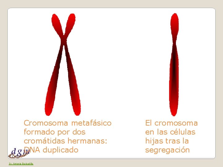 Cromosoma metafásico formado por dos cromátidas hermanas: DNA duplicado Dr. Antonio Barbadilla El cromosoma
