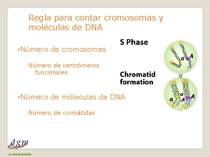 Regla para contar cromosomas y moléculas de DNA • Número de cromosomas Número de