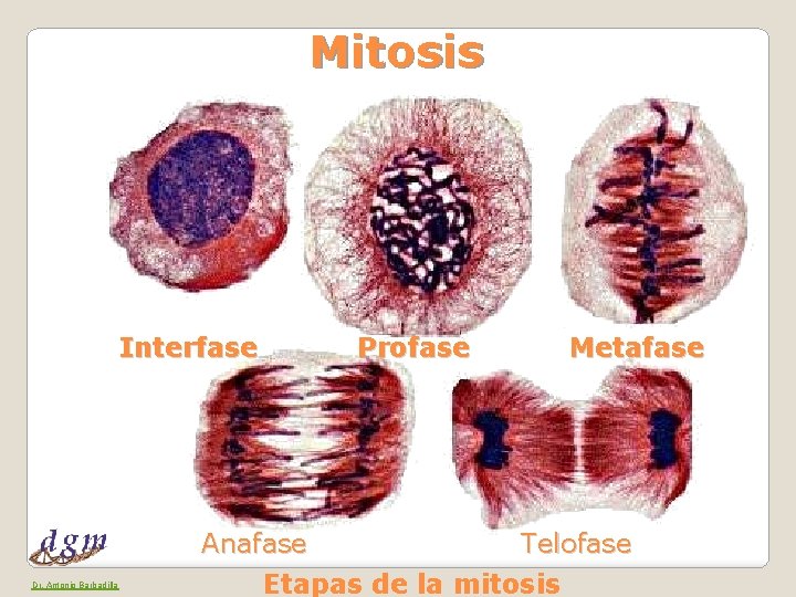 Mitosis Interfase Profase Metafase Anafase Dr. Antonio Barbadilla Telofase Etapas de la mitosis 