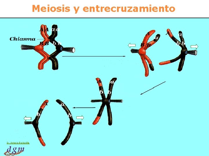 Meiosis y entrecruzamiento Dr. Antonio Barbadilla 