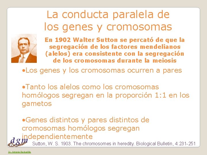 La conducta paralela de los genes y cromosomas En 1902 Walter Sutton se percató