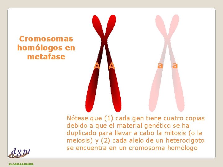 Cromosomas homólogos en metafase A A a a Nótese que (1) cada gen tiene