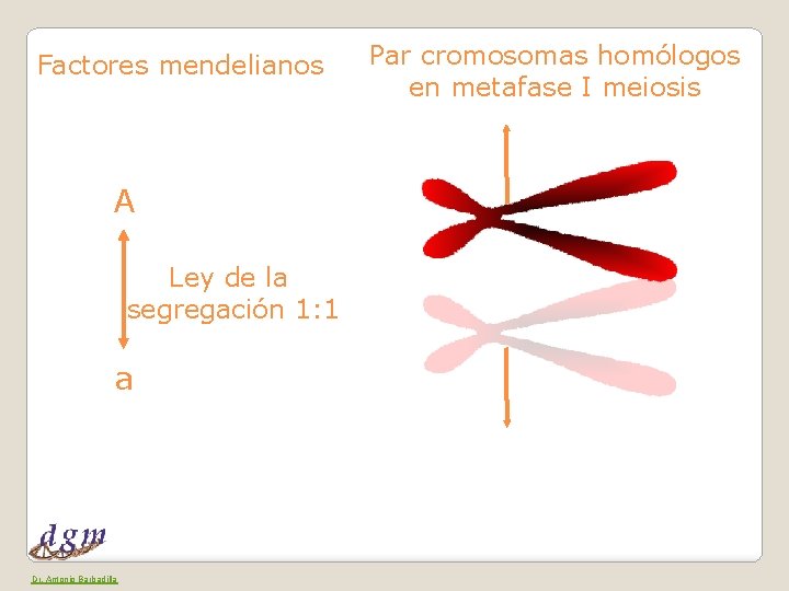 Factores mendelianos A Ley de la segregación 1: 1 a Dr. Antonio Barbadilla Par