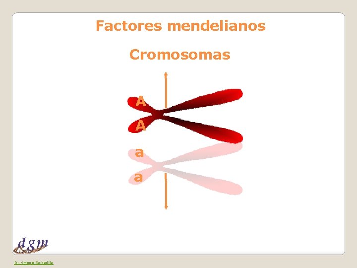 Factores mendelianos Cromosomas A A a a Dr. Antonio Barbadilla 