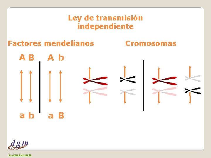 Ley de transmisión independiente Factores mendelianos AB A b a B Dr. Antonio Barbadilla