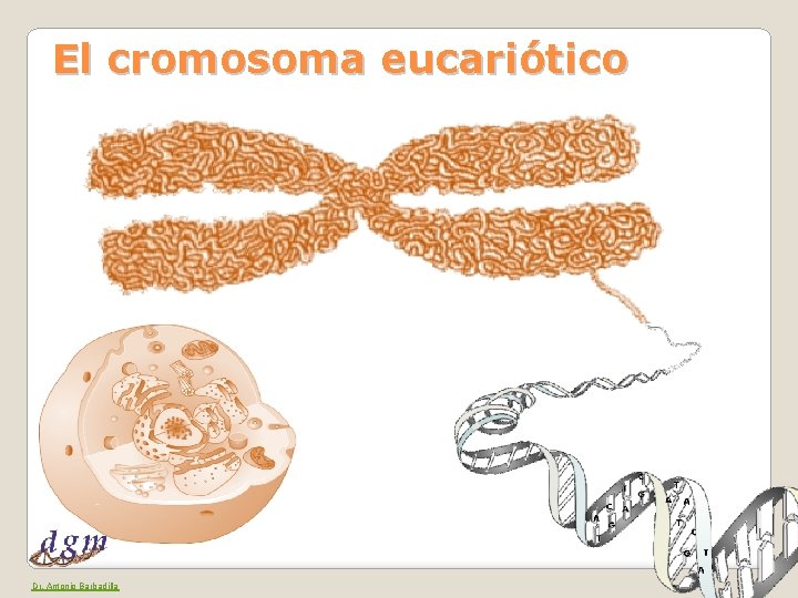 El cromosoma eucariótico Dr. Antonio Barbadilla 