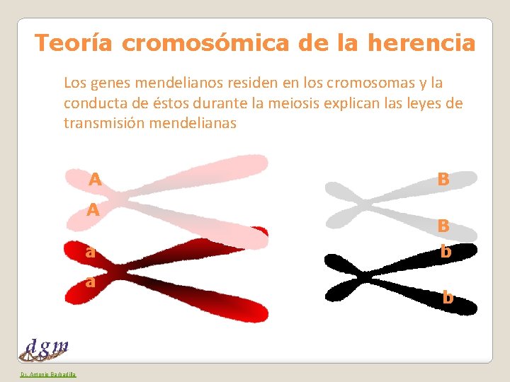 Teoría cromosómica de la herencia Los genes mendelianos residen en los cromosomas y la