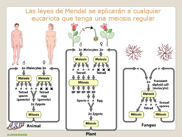 Las leyes de Mendel se aplicarán a cualquier eucariota que tenga una meiosis regular