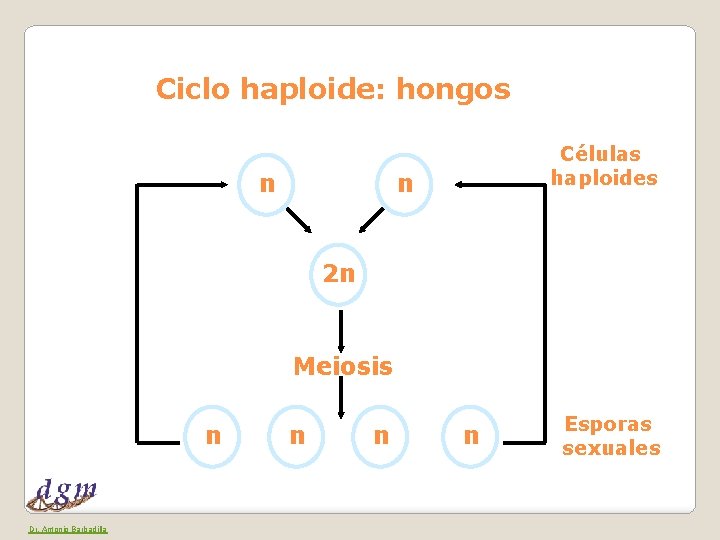 Ciclo haploide: hongos n Células haploides n 2 n Meiosis n Dr. Antonio Barbadilla