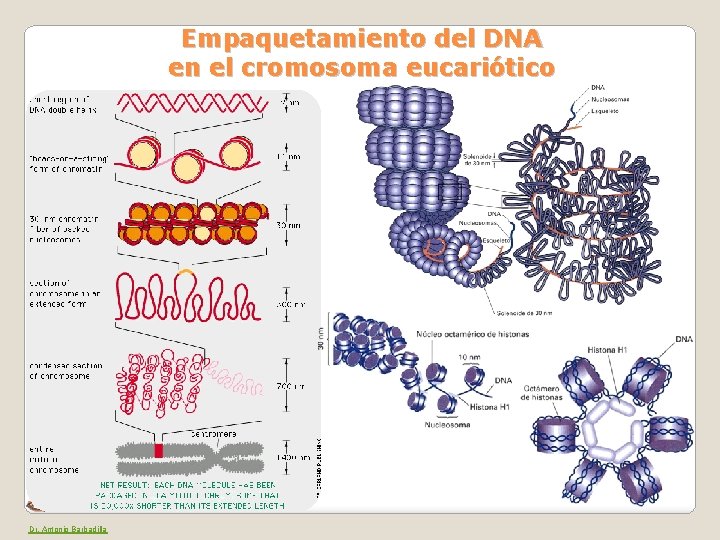 Empaquetamiento del DNA en el cromosoma eucariótico Dr. Antonio Barbadilla 