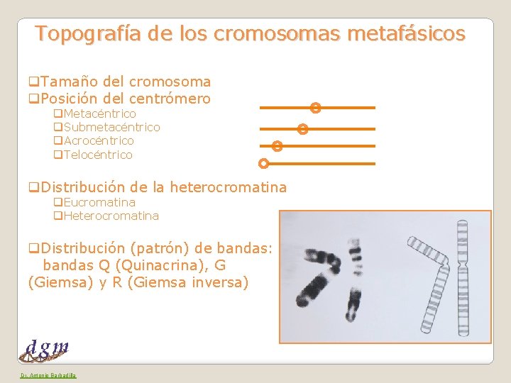 Topografía de los cromosomas metafásicos q. Tamaño del cromosoma q. Posición del centrómero q.