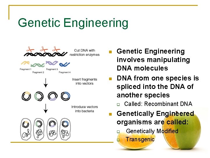 Genetic Engineering n n Genetic Engineering involves manipulating DNA molecules DNA from one species