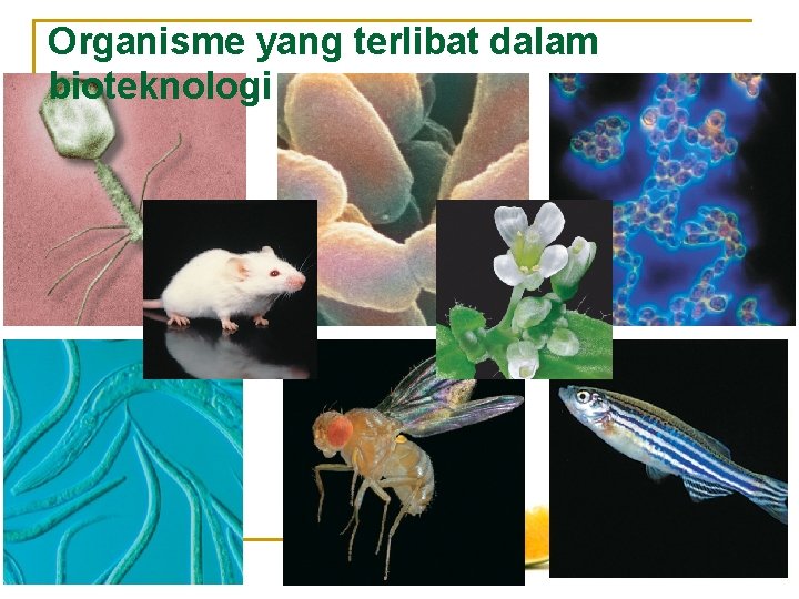 Organisme yang terlibat dalam bioteknologi 