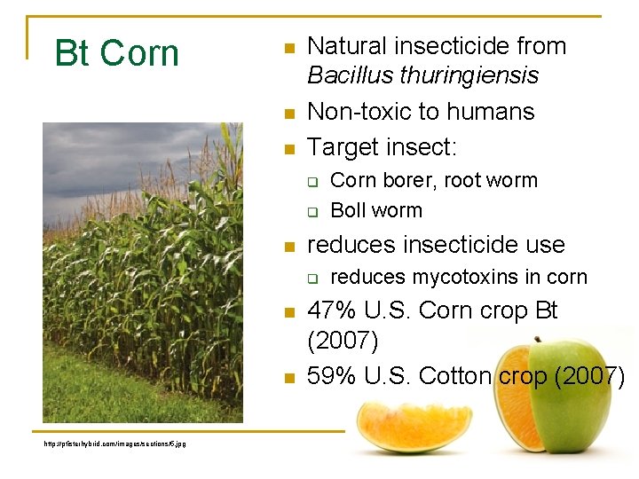 Bt Corn n Natural insecticide from Bacillus thuringiensis Non-toxic to humans Target insect: q
