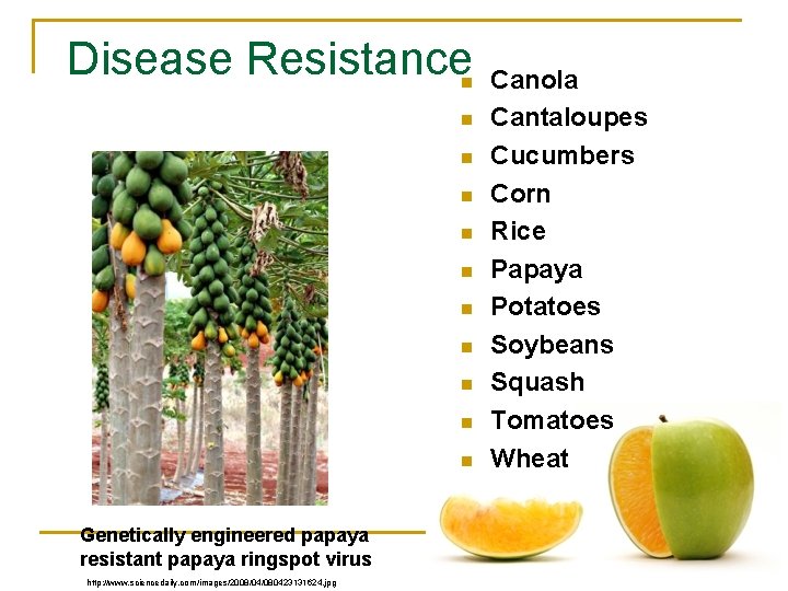 Disease Resistance n n n Genetically engineered papaya resistant papaya ringspot virus http: //www.