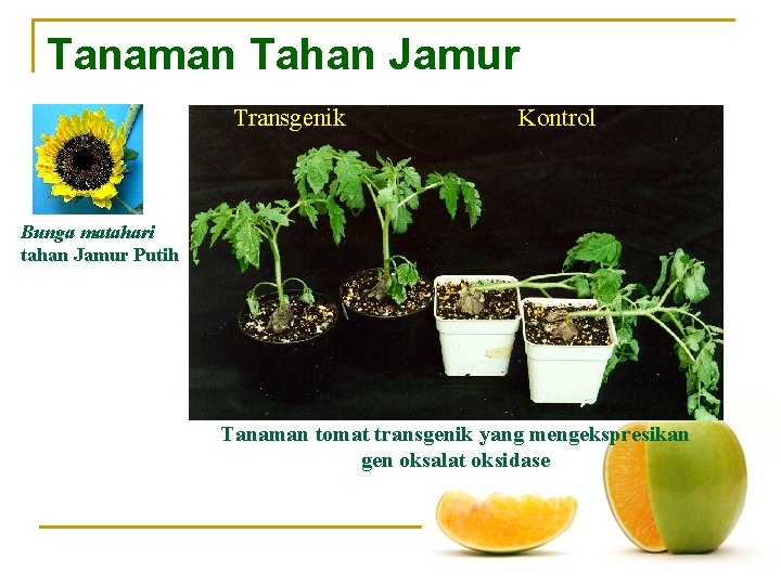 Tanaman Tahan Jamur Transgenik Kontrol Bunga matahari tahan Jamur Putih Tanaman tomat transgenik yang