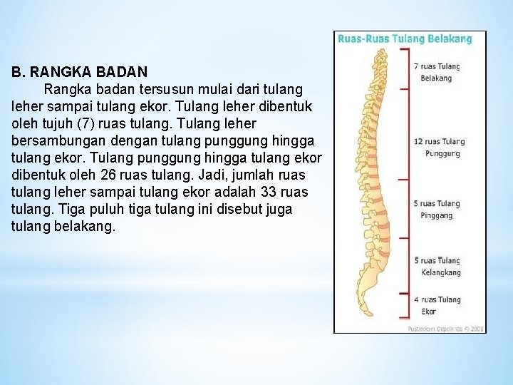 B. RANGKA BADAN Rangka badan tersusun mulai dari tulang leher sampai tulang ekor. Tulang