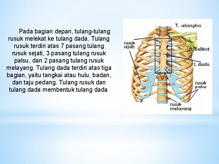 Pada bagian depan, tulang-tulang rusuk melekat ke tulang dada. Tulang rusuk terdiri atas 7