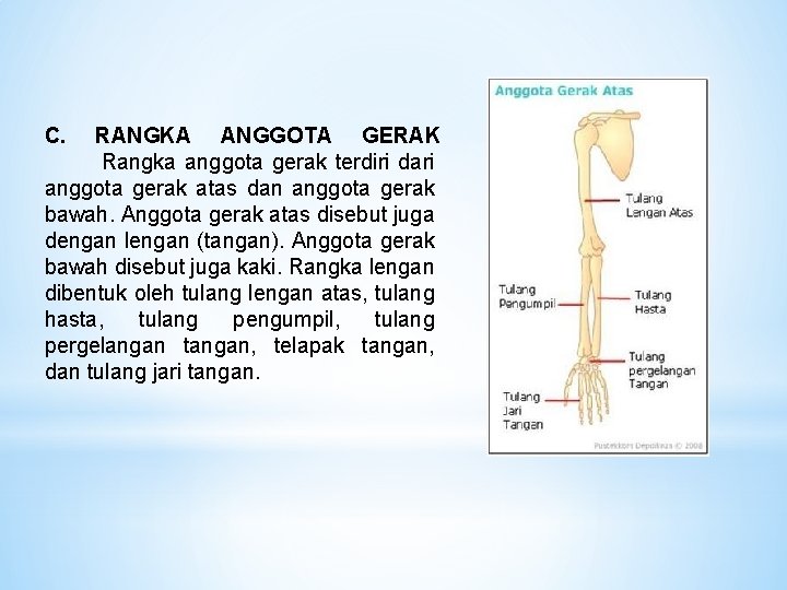 C. RANGKA ANGGOTA GERAK Rangka anggota gerak terdiri dari anggota gerak atas dan anggota