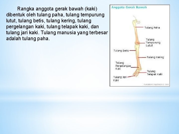  Rangka anggota gerak bawah (kaki) dibentuk oleh tulang paha, tulang tempurung lutut, tulang