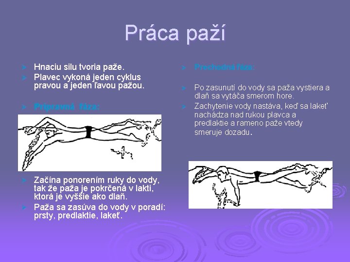 Práca paží Ø Ø Ø Hnaciu silu tvoria paže. Plavec vykoná jeden cyklus pravou Práca paží Ø Ø Ø Hnaciu silu tvoria paže. Plavec vykoná jeden cyklus pravou