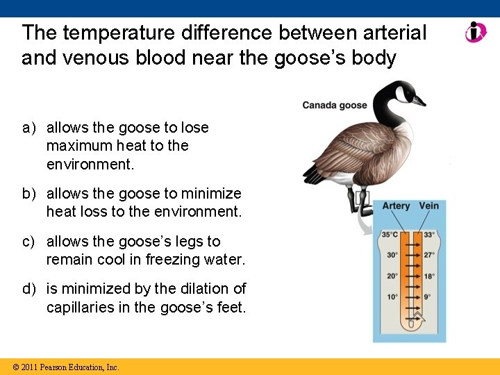 The temperature difference between arterial and venous blood near the goose’s body a) allows