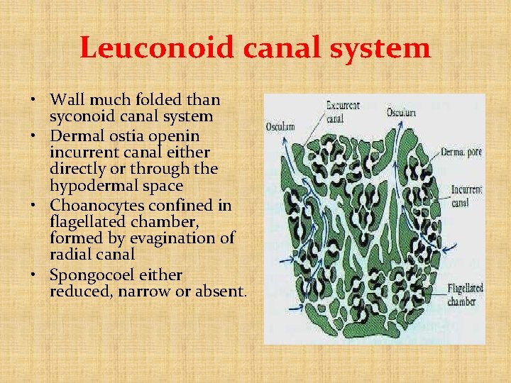 Leuconoid canal system • Wall much folded than syconoid canal system • Dermal ostia Leuconoid canal system • Wall much folded than syconoid canal system • Dermal ostia