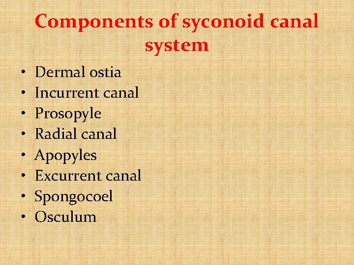 Components of syconoid canal system • • Dermal ostia Incurrent canal Prosopyle Radial canal Components of syconoid canal system • • Dermal ostia Incurrent canal Prosopyle Radial canal
