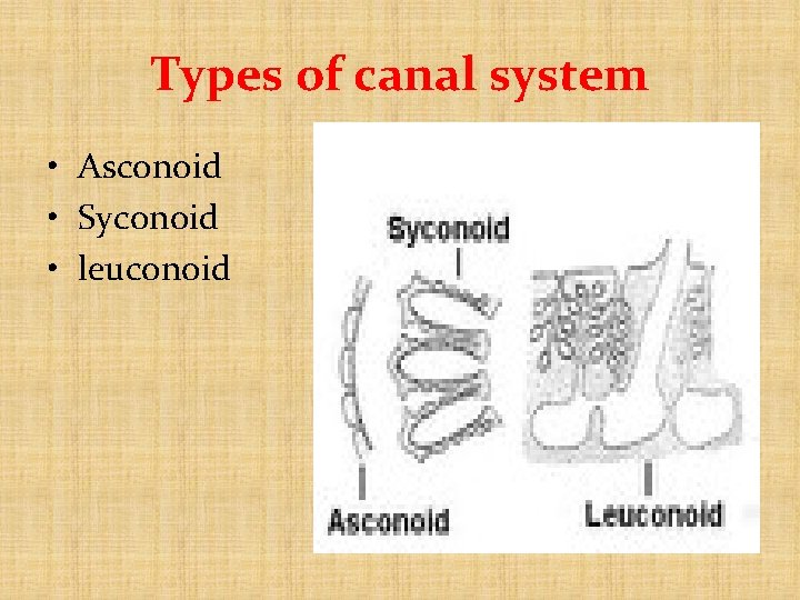 Types of canal system • Asconoid • Syconoid • leuconoid  Types of canal system • Asconoid • Syconoid • leuconoid