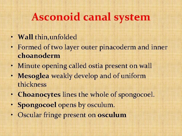Asconoid canal system • Wall thin, unfolded • Formed of two layer outer pinacoderm Asconoid canal system • Wall thin, unfolded • Formed of two layer outer pinacoderm